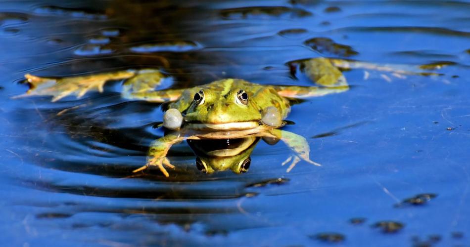 Frosch_Schwimmen